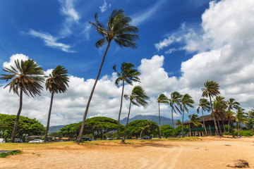 Fototapeta na wymiar Palm trees on tropical beach in Haleiwa, North shore of Oahu, Hawaii