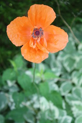Poppy 5