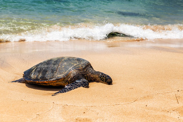 Close view of sea turtle resting on Laniakea beach on a sunny day, Oahu, Hawaii