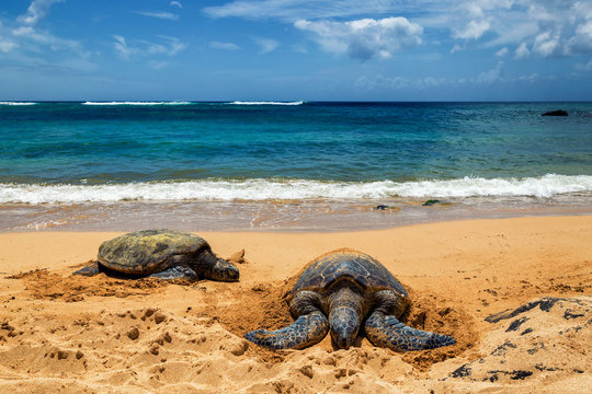 Close view of sea turtles resting on Laniakea beach on a sunny day, Oahu, Hawaii