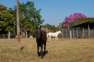 cavalos na fazenda
