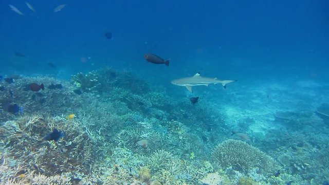Blacktip reef shark hunting on bottom coral reef