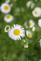 Little White Yellow 2