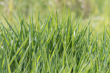 Obraz premium Tall blades of tall fresh lush healthy green grass growing in meadow field. Background blurred. Grass only. Isolated. Image with space for text.