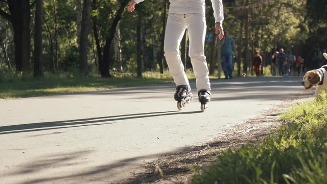 Girl with her dog on roller skates go for a drive on the track of the park. Slow motion.