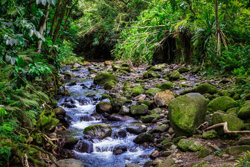 Creek cascade in rainforest of Oahu island, Hawaii
