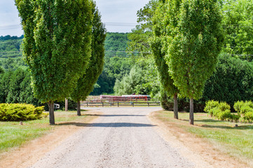 Country road with trees. Landscape countryside
