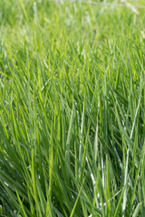 Blades of fresh lush healthy green grass growing in a field. Grass only.
