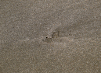 Traces of a seagull on the sand by the sea