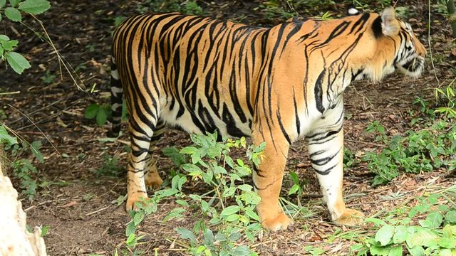bengal tiger in a forest atmosphere