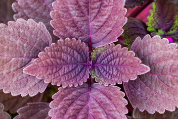 Purple Natural leaf Macro close up.