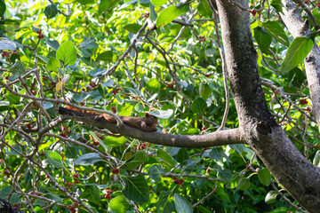 Squirrel on the tree , lay down and enjoy eating fruit.