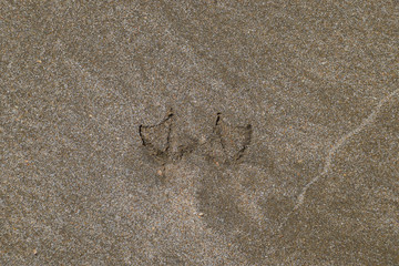 Traces of a seagull on the sand by the sea