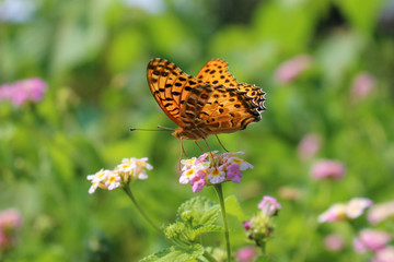 ランタナの花の蜜を吸うツマグロヒョウモンのオス