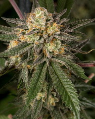 Red Rocket Live Cannabis Flower 03