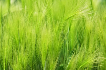 Beautiful green grass background