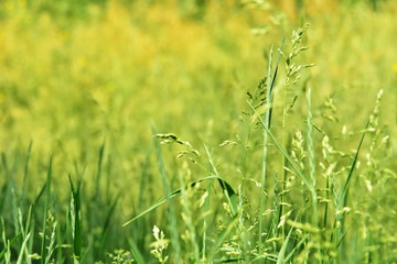 Beautiful green grass background