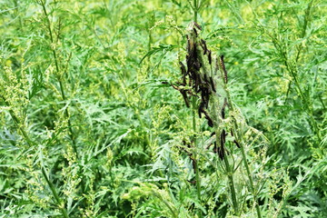 The colony of caterpillars eats the plant. The parasite harms the agricultural crop