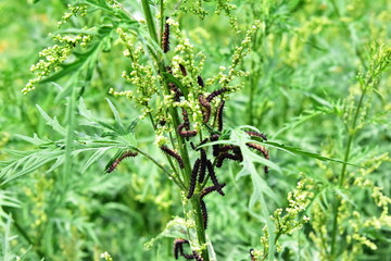 The colony of caterpillars eats the plant. The parasite harms the agricultural crop