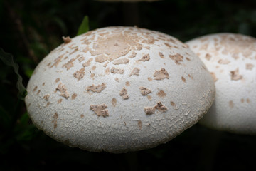 White mushrooms macro close up.