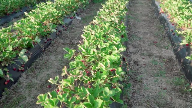 Strawberry field in a hungarian village called Cs&ouml;k&ouml;ly in Somogy. It is a famous about good quality strawberry. Ridge planting strawberry with plasticulture method.