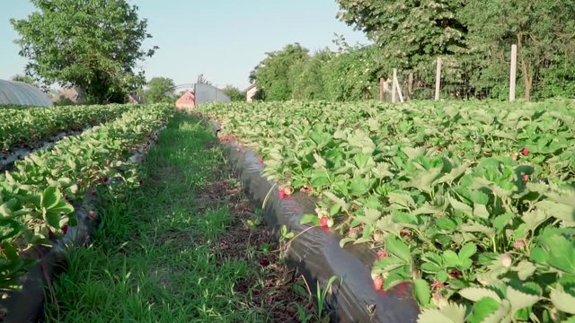 Strawberry field in a hungarian village called Csököly in Somogy. It is a famous about good quality strawberry. Ridge planting strawberry with plasticulture method.