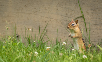 Eastern Chipmunk (Tamias Striatus) stands in summer grass and flowers