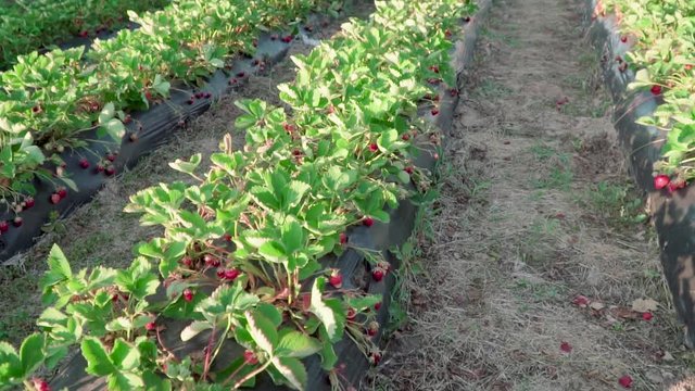 Strawberry field in a hungarian village called Cs&ouml;k&ouml;ly in Somogy. It is a famous about good quality strawberry. Ridge planting strawberry with plasticulture method.