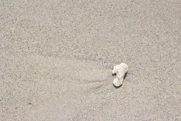 detail of sand coral and shell after water down.