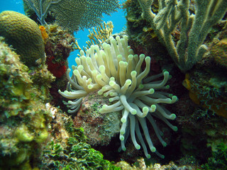 SEA ANEMONE
