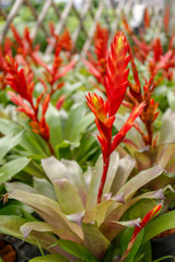Obraz premium Bromeliads flower colorful