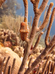 Life below sea level