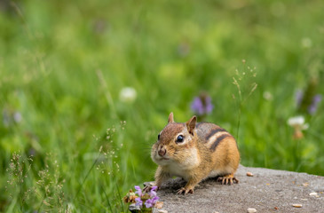 Naklejka na ściany i meble Adorable Eastern Chipmunk (Tamias Striatus) stands on flat rock surrounded by summer grass and flowers
