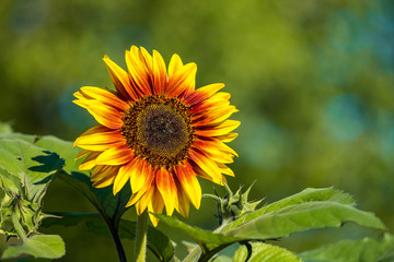 single beautiful sunflower with orange inner circle under the sun with creamy background