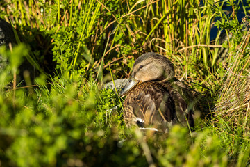 female duck resting under the sun near the pond surrounded by grasses