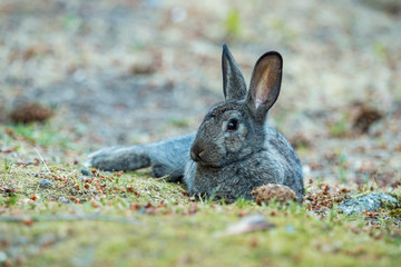 Naklejka na ściany i meble cute grey rabbit laying on the ground in the shade