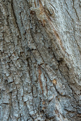 rough tree bark surface texture