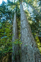 Fototapeta premium tall trees with straight trunks under the green leaves in the forest