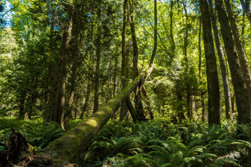 falling tree trunk covered with green mosses laying on the branch of other trees in the forest