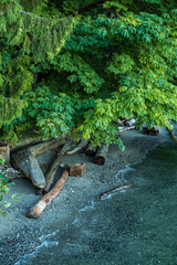 thick hanging tree branches with green leaves covers the drift woods filled beach