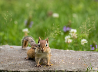 Adorable Eastern Chipmunk (Tamias Striatus) stands on flat rock surrounded by summer grass and flowers