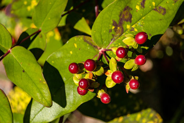 few Firethorn fruits under the sun with green leaves background
