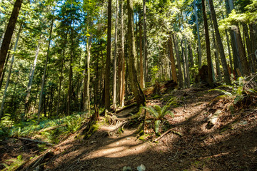 Obraz premium trees on the slope of an old forest on a sunny day