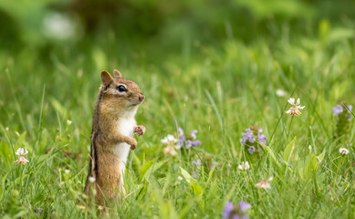 Eastern Chipmunk (Tamias Striatus) stands in summer grass and flowers