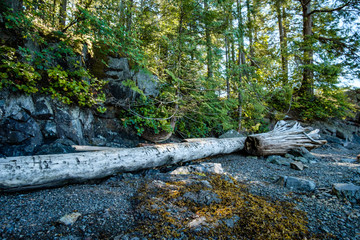 driftwood on the algae covered rocky beach at the edge of forest