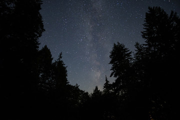milky way under the night sky above the forest