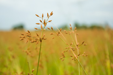 Fimbristylis miliacea