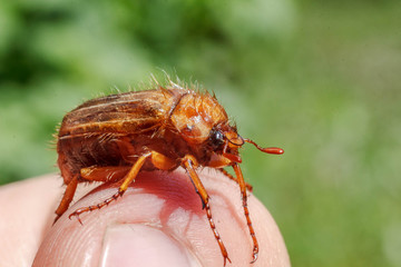  Chafer