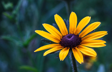 yellow flower