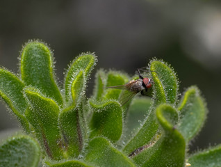 macro 